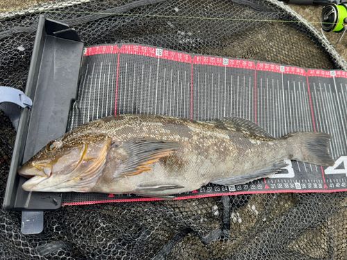 アイナメの釣果