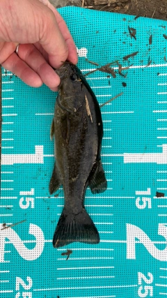 スモールマウスバスの釣果