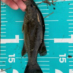 スモールマウスバス