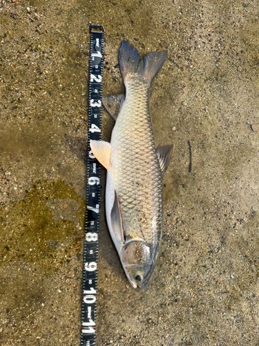 ソウギョの釣果