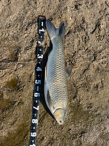 ソウギョの釣果