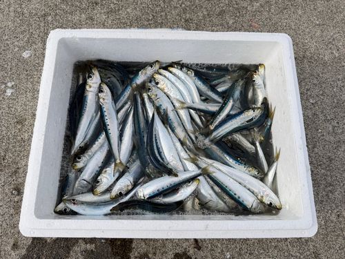 マイワシの釣果