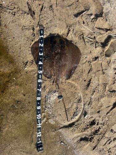 アカエイの釣果