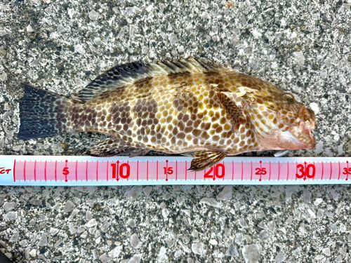 オオモンハタの釣果