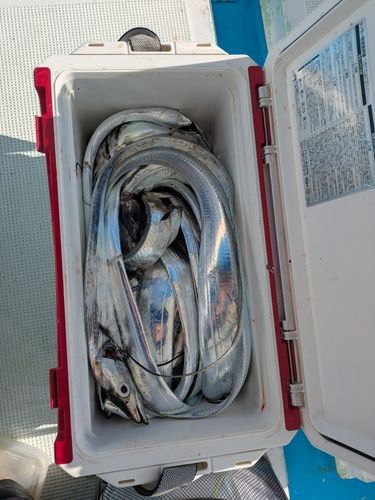 タチウオの釣果