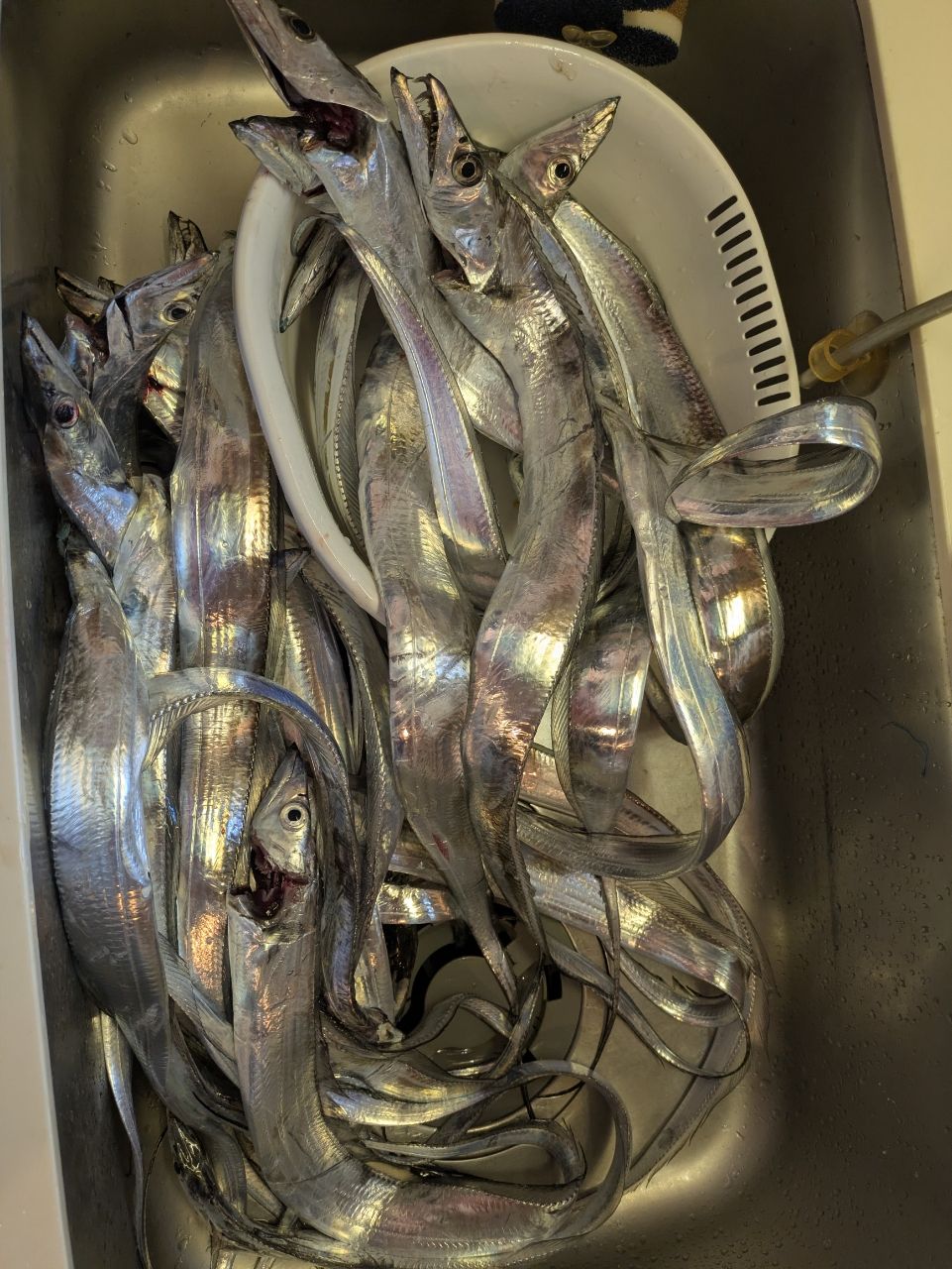 そろそろ釣れるさんの釣果 2枚目の画像