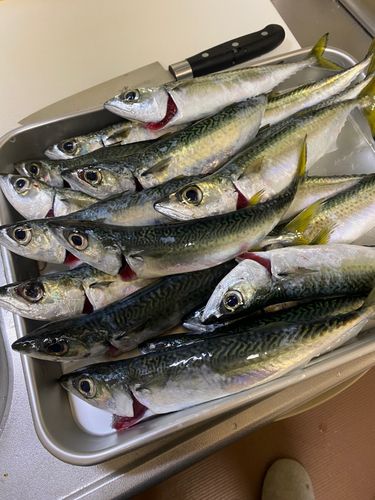 サバの釣果