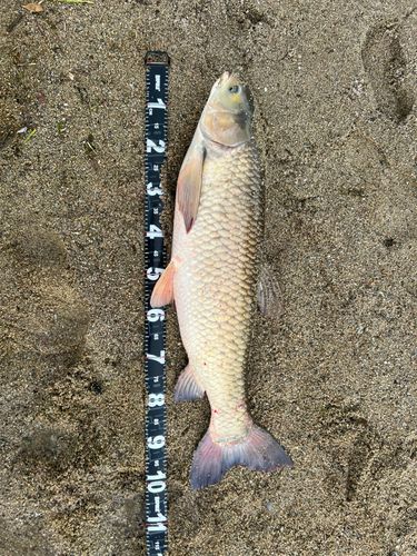 ソウギョの釣果