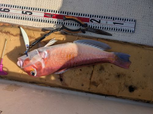 アマダイの釣果