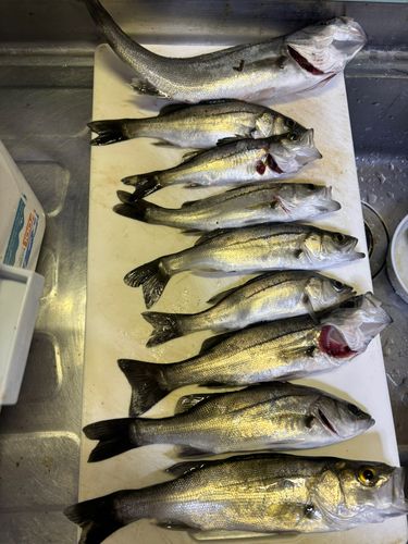 セイゴ（マルスズキ）の釣果