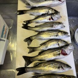 セイゴ（マルスズキ）