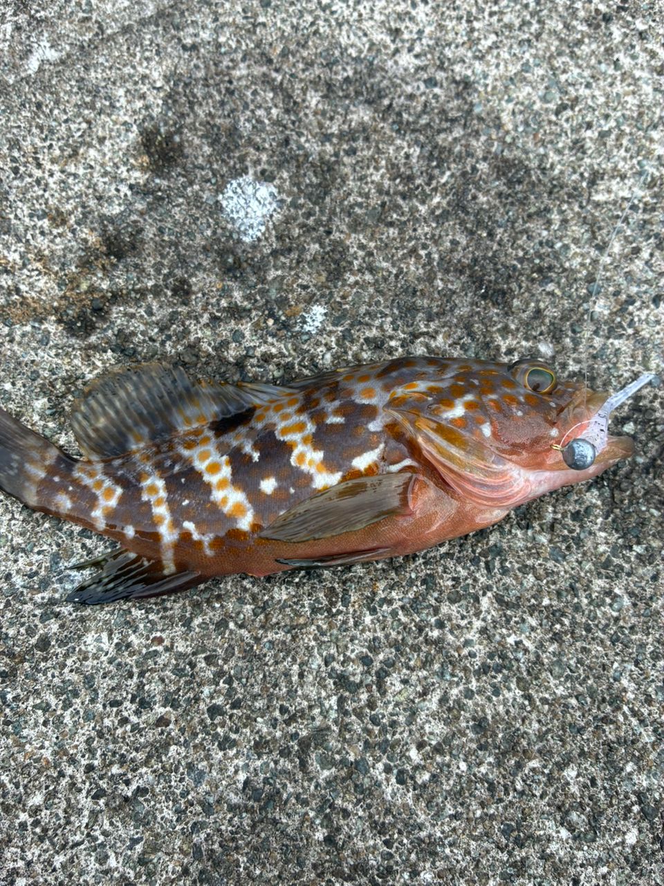 Gamakatsu ラグゼ 宵姫 華 弍 S54FL-solidの最安値・インプレ・釣果