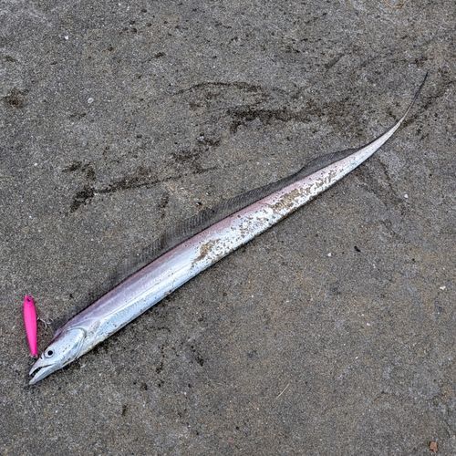 タチウオの釣果