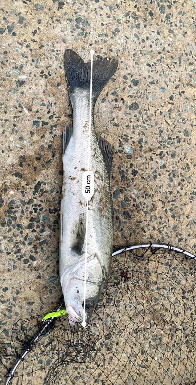 フッコ（マルスズキ）