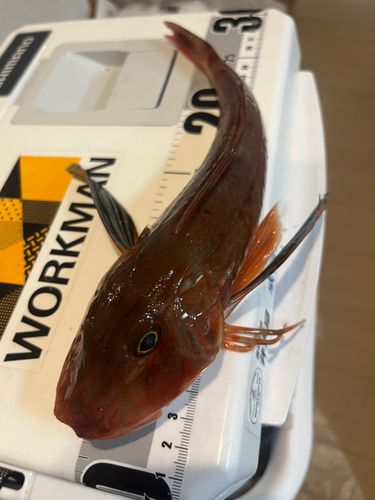 ホウボウの釣果