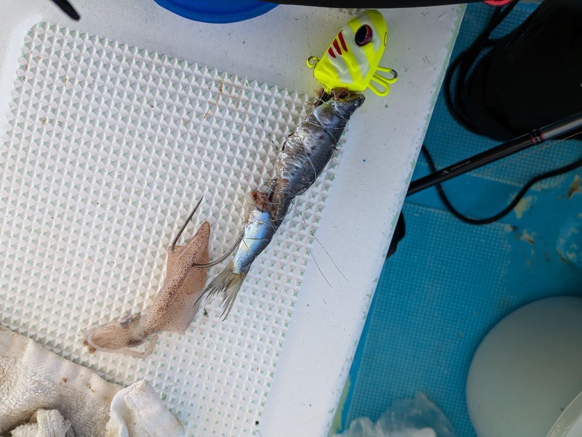 そろそろ釣れるさんの釣果 1枚目の画像