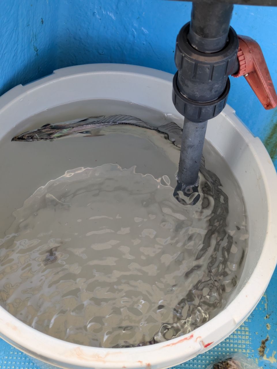 そろそろ釣れるさんの釣果 2枚目の画像