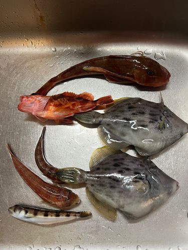 カワハギの釣果