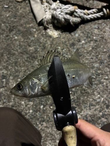 セイゴ（マルスズキ）の釣果