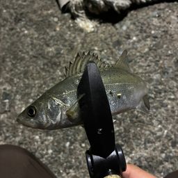 セイゴ（マルスズキ）