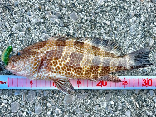 オオモンハタの釣果