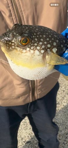 クサフグの釣果