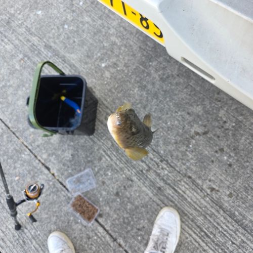 クサフグの釣果