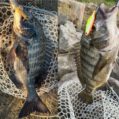 クロダイの釣果