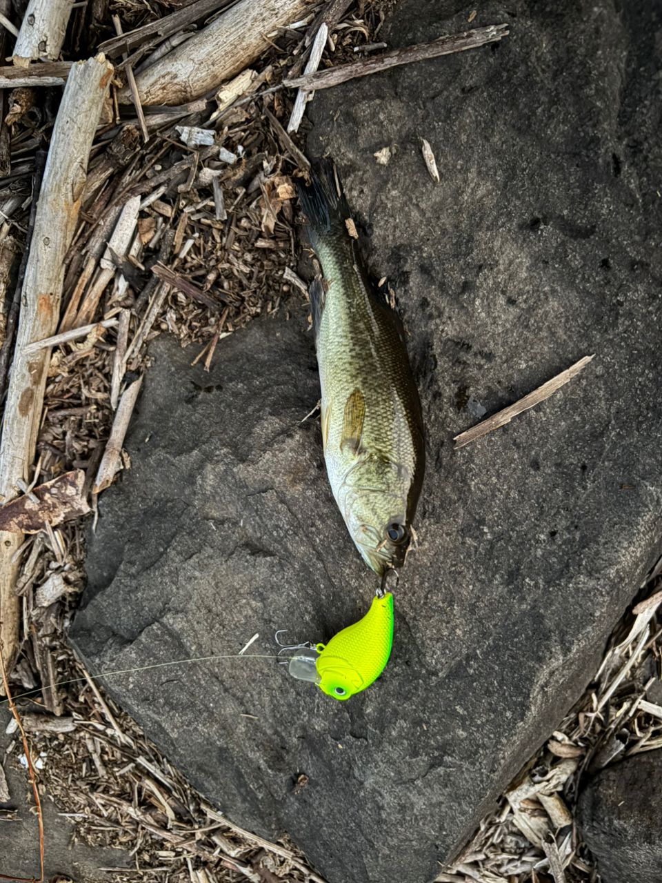 ラージマウスバス