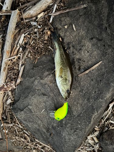 ラージマウスバスの釣果