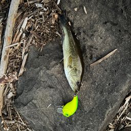 ラージマウスバス