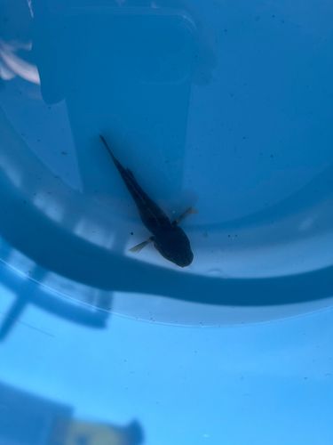 ヌマチチブの釣果