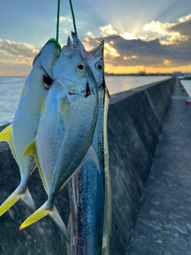 タチウオの釣果
