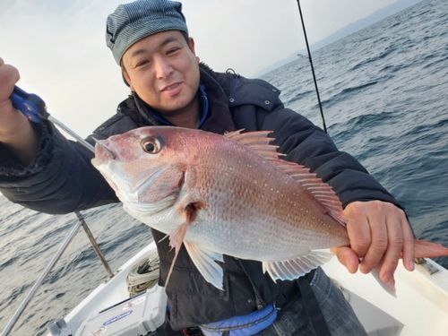 マダイの釣果