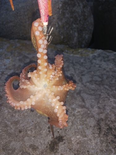 タコの釣果