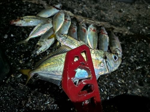 アジの釣果