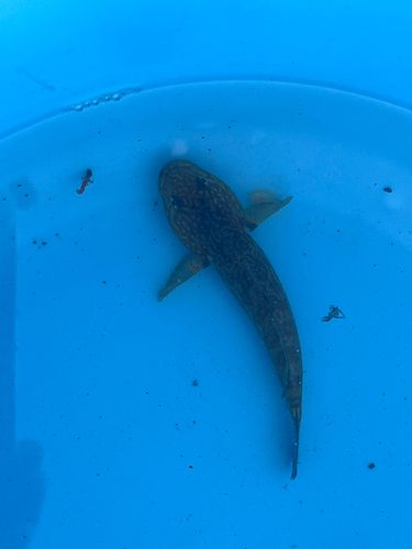 ヌマチチブの釣果