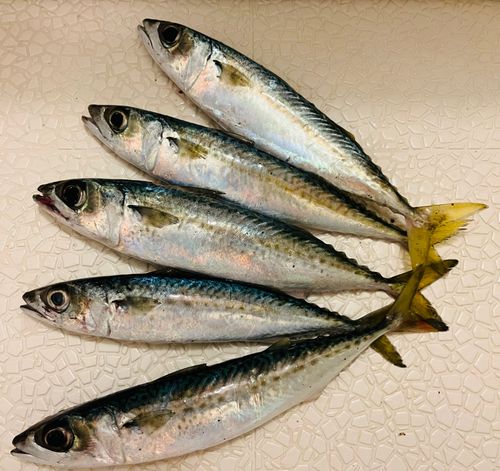 サバの釣果