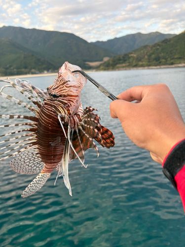 ミノカサゴの釣果