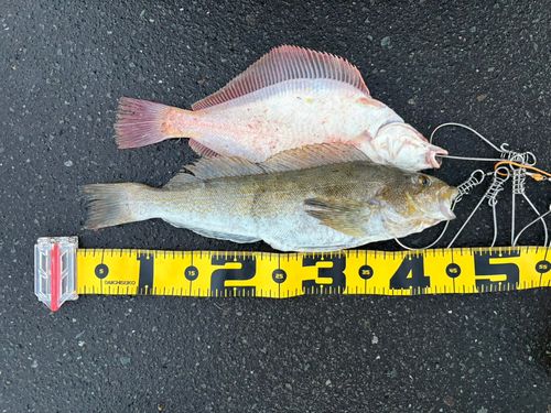 アイナメの釣果