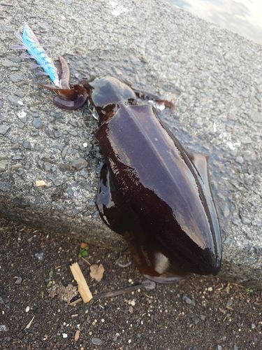 アオリイカの釣果