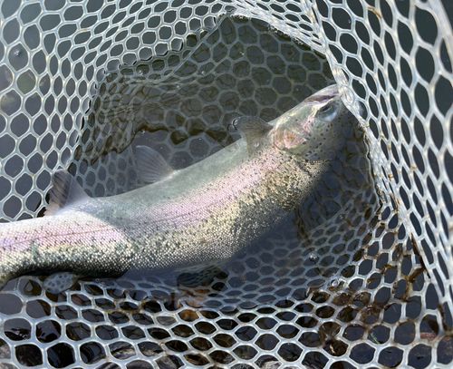 トラウトの釣果