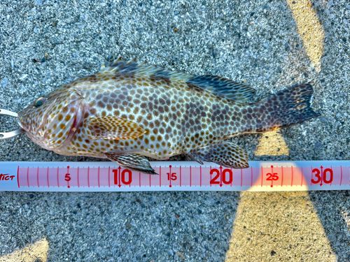 オオモンハタの釣果