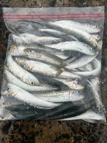 マイワシの釣果