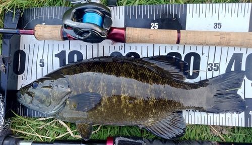 スモールマウスバスの釣果