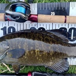 スモールマウスバス