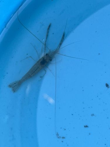 テナガエビの釣果
