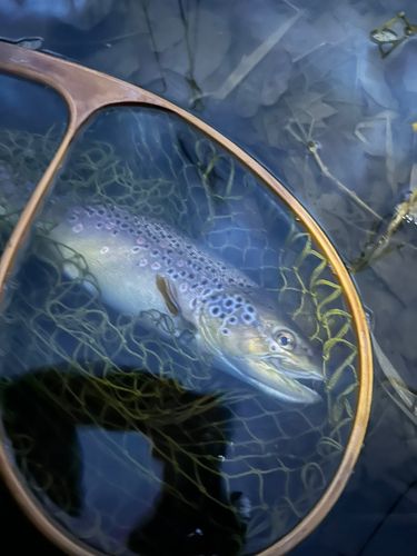 ブラウントラウトの釣果