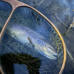 ブラウントラウト