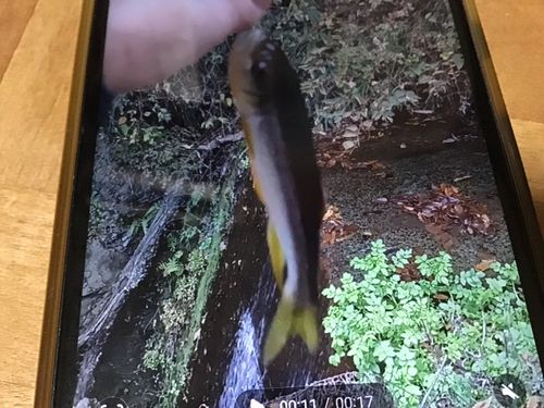 カワムツの釣果